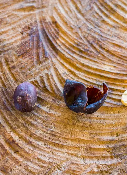 Workshop: Utilisation of coffee side streams - From residues and production waste to a circular business